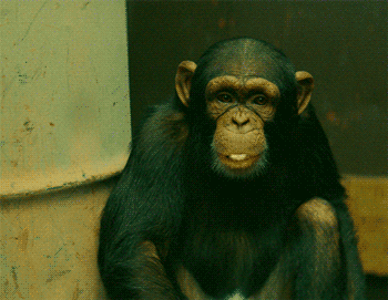 波诺波黑猩猩