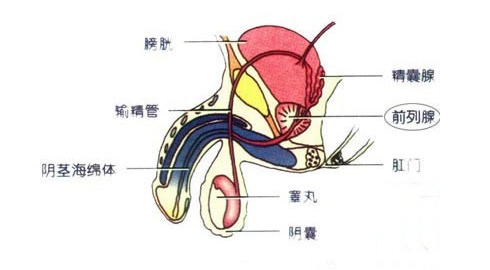 输精管发炎怎么治疗