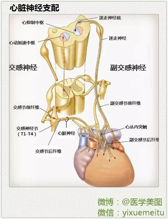 这些神经解剖图,医科书上也不会这么逼真!