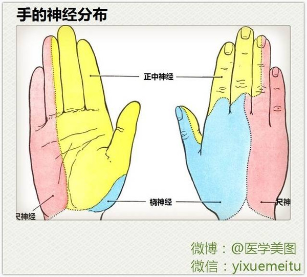这些神经解剖图,医科书上也不会这么逼真!