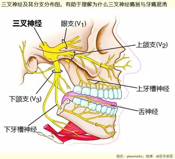 这些神经解剖图,医科书上也不会这么逼真!