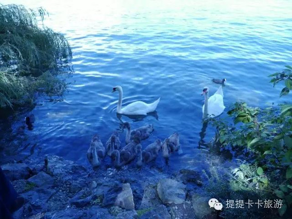 【瑞士意大利】一个像夏天一个像冬天,加油站6个瑞士少女,瑞士公布中国官员财产,去法国意大利瑞士买什么最划算,在1982年