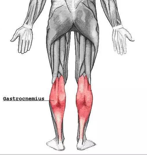 比目鱼肌(soleus muscle)