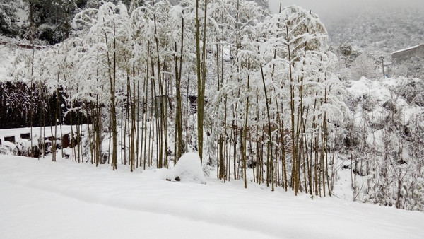 雪白的竹林