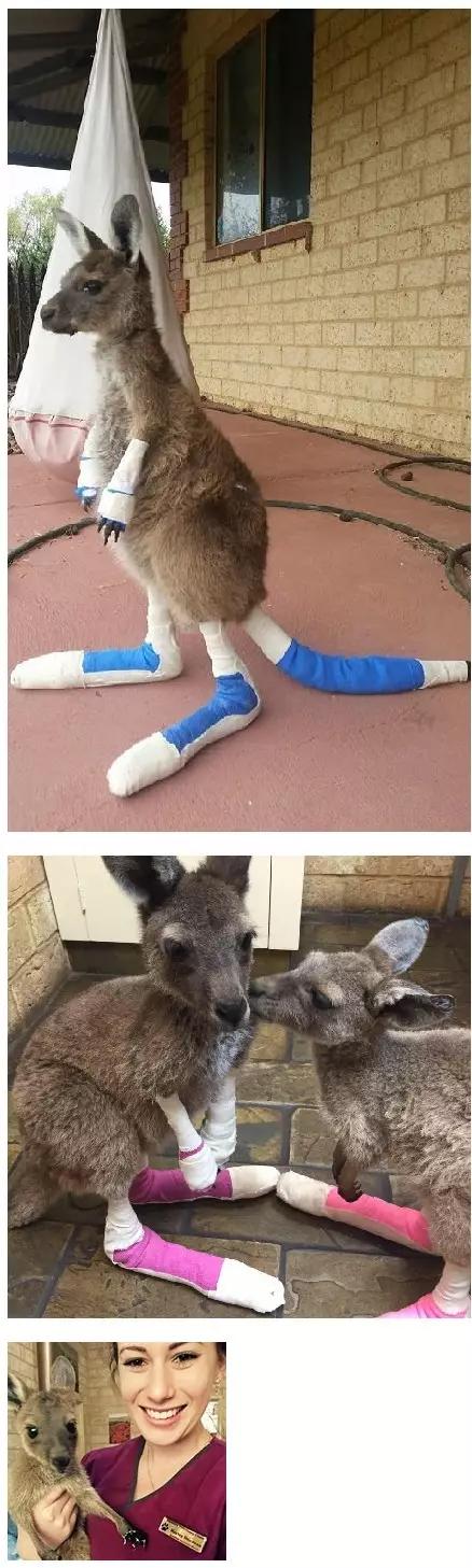 兽医为澳洲森林火灾中受伤的小动物都扎上绷带