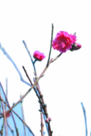 海北桃花和石马桃花齐名.广州日报记者骆昌威 通讯员郭飞华摄