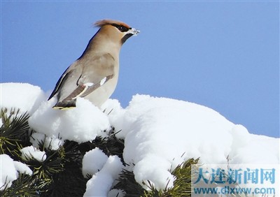 特别是雪后的公园,白里透红的果实,尽情享受的小鸟,雪压垂下的枝头