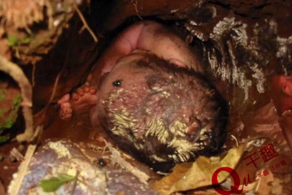 一个婴儿被埋在了泥土里,他周围还有很多苍蝇,胎盘还连着他的身体.