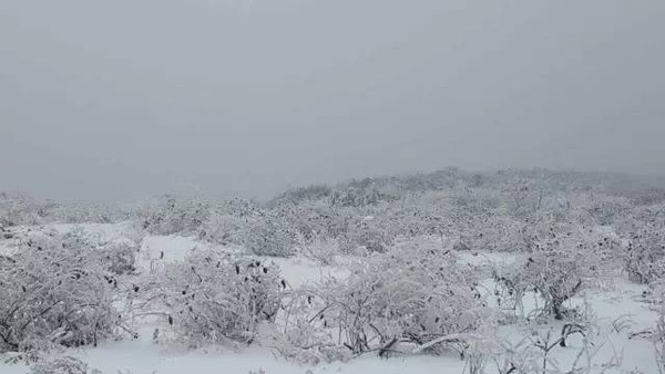 你看过千山暮雪?也不抵秀山霰雪纷纷