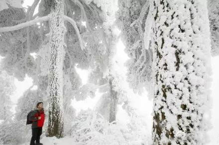 雾凇造访衡阳南岳 千姿百态雪树银花