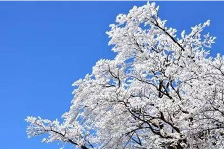 雾凇造访衡阳南岳 千姿百态雪树银花