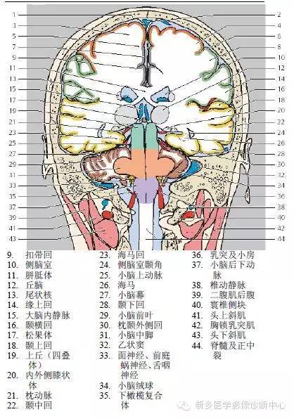 超全头部解剖图还附带详细标注哦