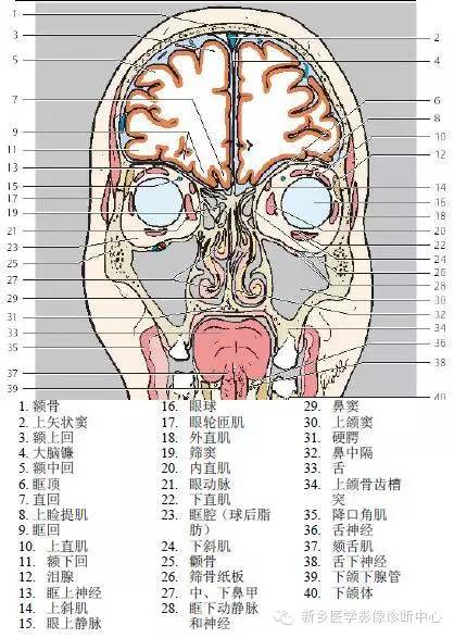 高清头部冠状位解剖加标注,大冷天的,适合用来热热脑.