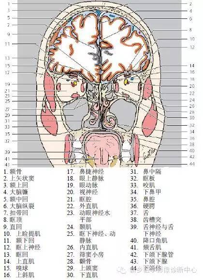 高清头部冠状位解剖加标注,大冷天的,适合用来热热脑.