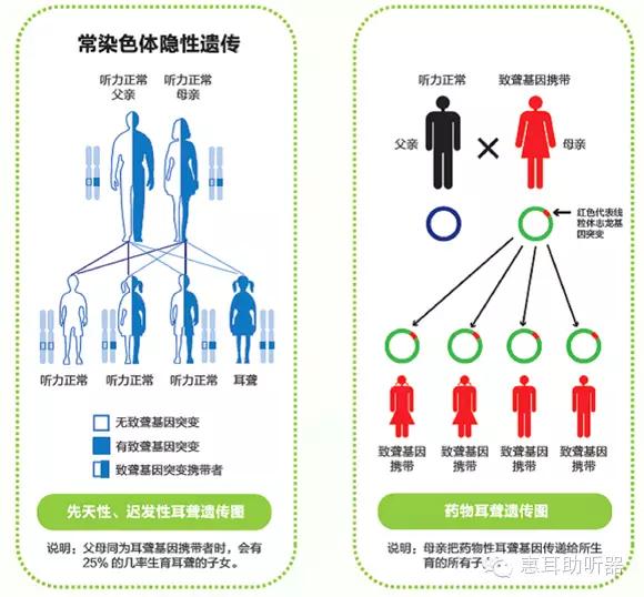 遗传是耳聋的最主要原因   科学研究发现约60%的耳聋由遗传因素所导致   