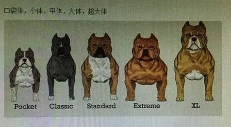 恶霸犬的五个体型