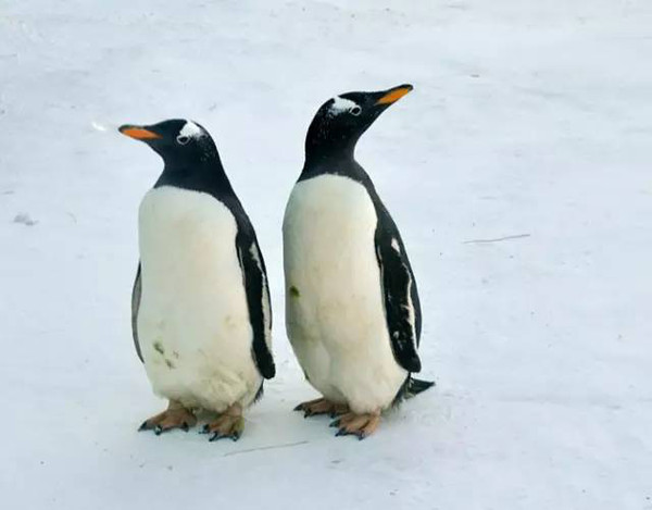小企鹅"勇闯"哈尔滨冰雪大世界憨态可掬引围观