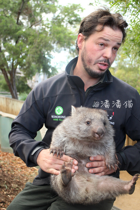 先生就是在他九岁时就励志买下一家动物园的greg,bonorong野生动物