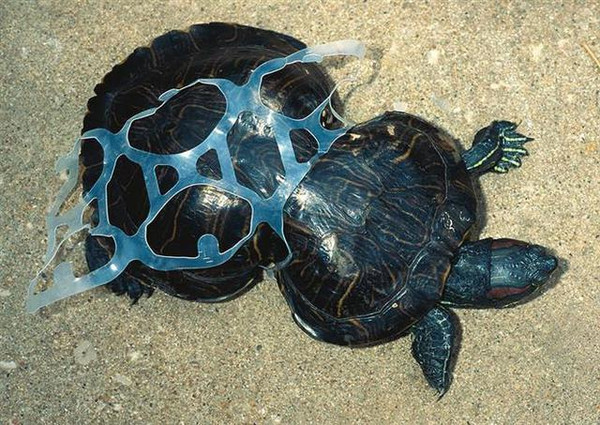 被塑料困住的乌龟