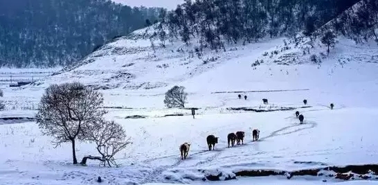 关山草原赏雪