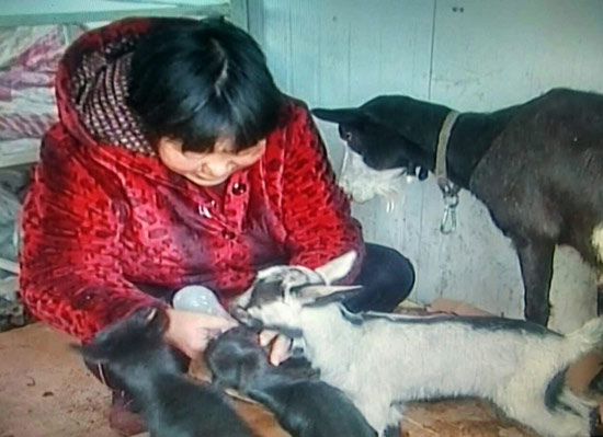 山东一母羊产下五胞胎 羊主人专门订牛奶喂羊羔