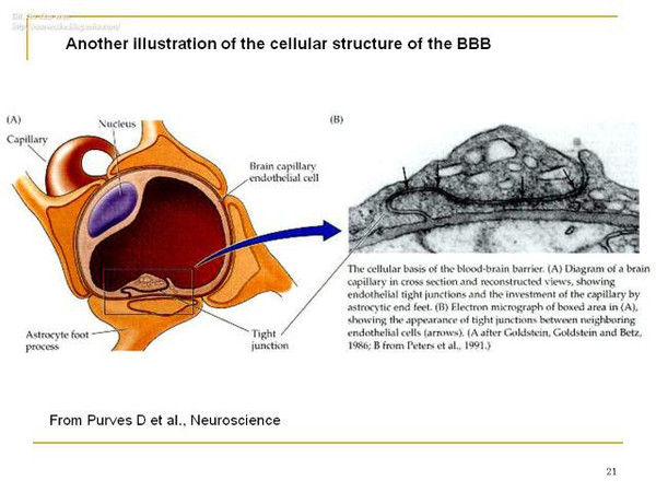血脑屏障的解剖结构