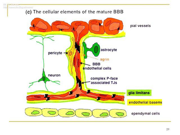 血脑屏障的解剖结构