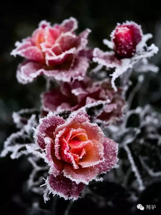 片片雪花凌空飞,窗前玫瑰带露开.偶得闲情舒浓墨,一笔写下千秋黑.