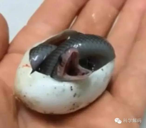 小蛇破壳之后张开了嘴.