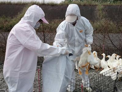 禽流感最新案例分析