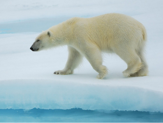 北极熊与冰点还原