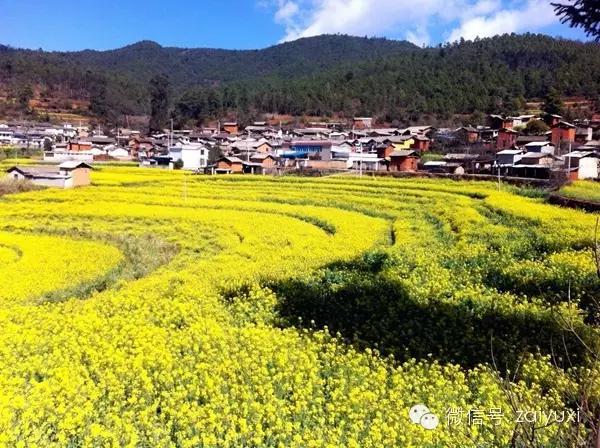 赏花时间:1月底2月初 赏花地点:塔甸镇瓦哨宗村委会福家村