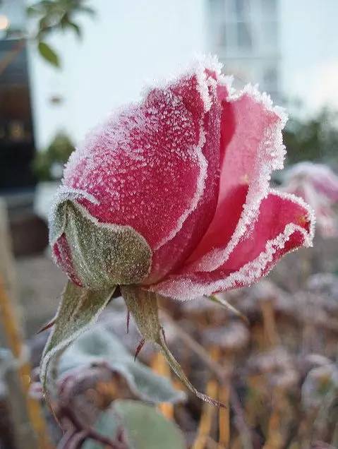 种美也不会凋谢~美丽的雪中玫瑰,迎着风雪傲然绽放,风雪沁入花之精髓