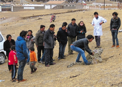 土登和巴丁以为受了伤的小雪豹亟待医治,两人将小雪豹抱上车,疾速返旋里派出所。次丁 摄
