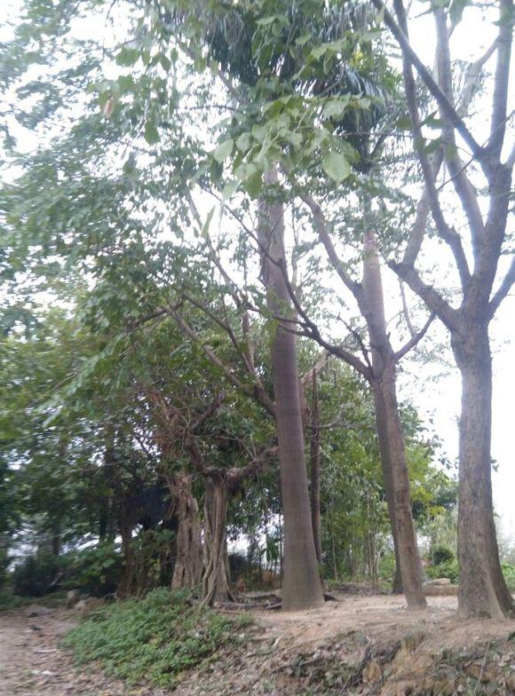 老炮儿们看看这树是黄花梨or大叶紫檀