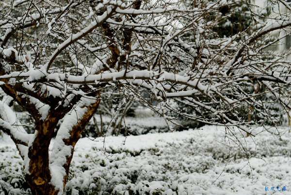 腊梅披雪探春风——西安下雪了