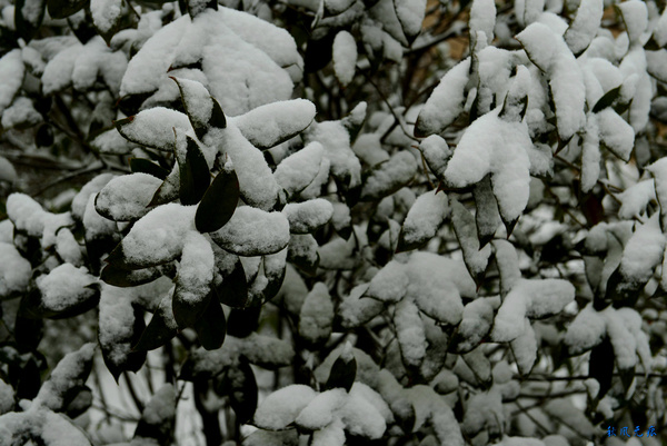 腊梅披雪探春风——西安下雪了