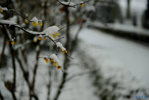 腊梅披雪探春风——西安下雪了
