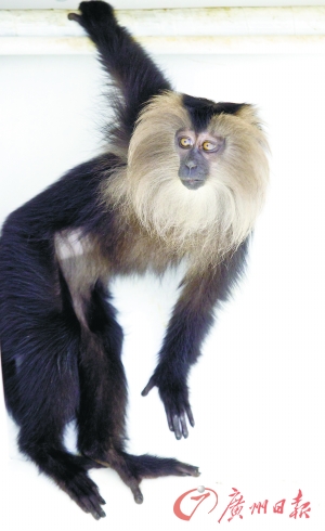 在广州能看到品种繁多的猴子.