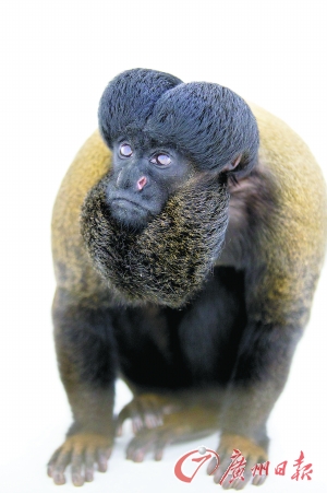 在广州能看到品种繁多的猴子.