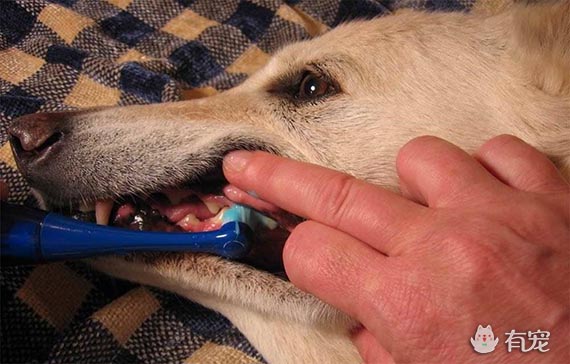 狗狗刷牙小常识