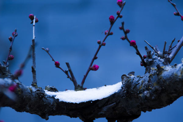 2016年1月23日,寒雪如期而至.第二日早,我再度来黑龙潭二探梅花.