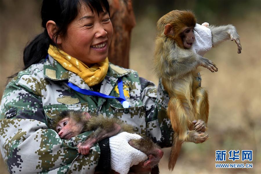 【组图】云南野生动物园"萌猴"迎"猴年"(组图)