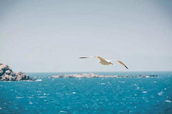 海鸥不再眷恋大海,可以飞的更远