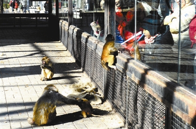 北京动物园春节邀市民养猴 体验饲养员工作