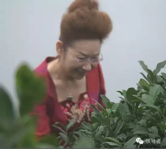 信阳人的骄傲"巾帼茶王"钱晓玲_手机搜狐网
