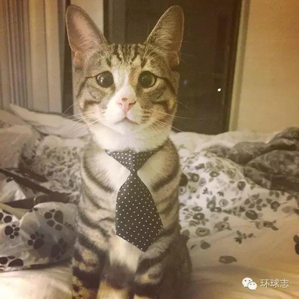 担心猫斗鸡国外少儿走红眼网络太搞笑鹰贝足球表情图片