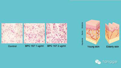 韩国干细胞除皱 让肌肤无年龄