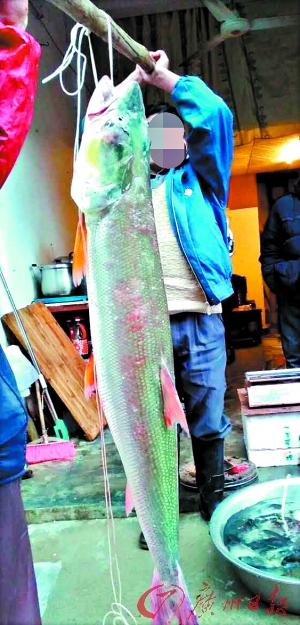 商販給“巨無霸”魚過秤。