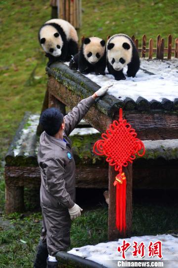 熊猫幼仔保育员:陪伴特别的家人过年(图)